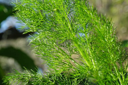 Photo for Wild fennel. Edible aromatic plant with fragrant leaves - Royalty Free Image