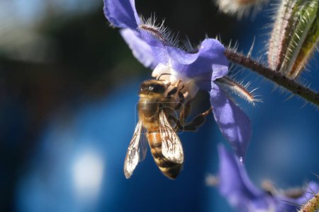 Foto de La abeja chupa el néctar de una flor azul. Una hermosa flor de malva azul - Imagen libre de derechos