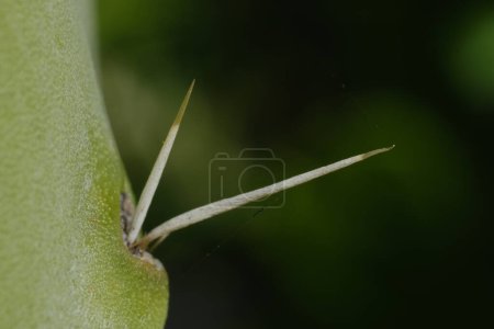 Foto de Espinas de una suculenta en la hoja de la espátula de una pera espinosa - Imagen libre de derechos