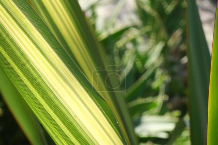 Photo for Green and yellow variegated Formium (Phormium) leaves. - Royalty Free Image