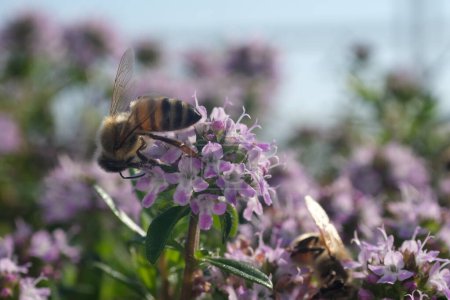 Foto de La abeja chupa el néctar y recoge el polen de una flor de tomillo. Macro - Imagen libre de derechos
