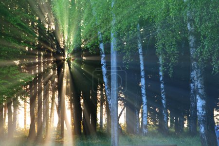 Photo for Sun rays through trees - Royalty Free Image