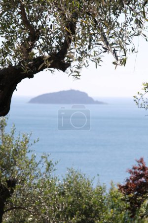 Photo for Olive grove on the Ligurian coast. In the gulf of La Spezia - Royalty Free Image