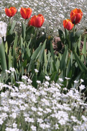 Foto de Floración en el jardín mediterráneo. Tulipanes naranjas - Imagen libre de derechos