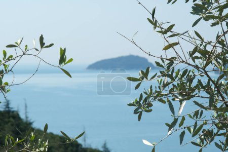 Foto de Planta de olivo en el fondo con el Mar de Liguria - Imagen libre de derechos