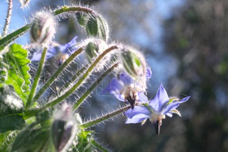 Foto de Brotes azules y flores de borraja en primavera. Planta comestible. Macro - Imagen libre de derechos