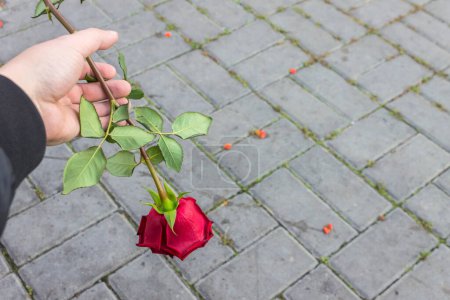 Téléchargez les photos : Le jardinier tient une rose rouge dans ses mains, la laisse tomber pour la jeter - en image libre de droit