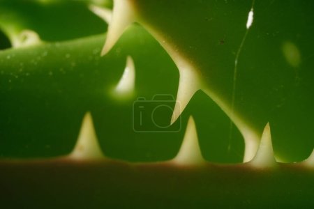 Photo for Green leaves in sunlight, nature background - Royalty Free Image