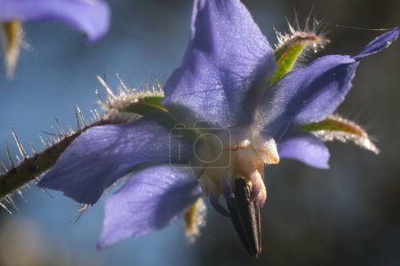 Foto de Flor de borraja azul en primavera. Macro fotografía de borraja. - Imagen libre de derechos