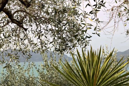 Foto de Jardín en el mar de Liguria cerca de la Cinque Terre - Imagen libre de derechos