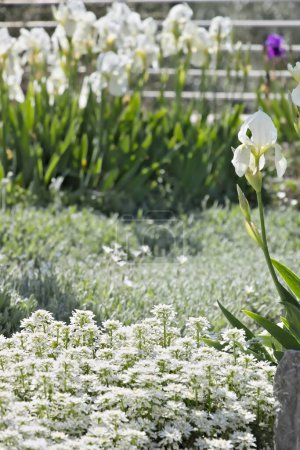 Téléchargez les photos : Iris blancs, Iberis et Cerastium. - en image libre de droit