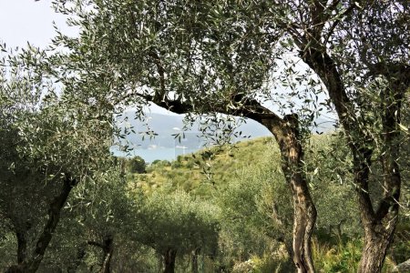 Photo for Olive grove on the sea of Liguria - Royalty Free Image