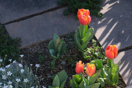 Foto de Flores de tulipán naranja en un jardín de rocas. - Imagen libre de derechos