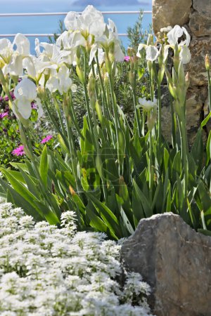 Téléchargez les photos : Iris blancs se déplacent sous le vent - en image libre de droit