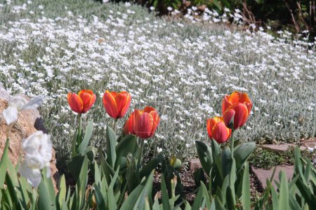 Foto de Floración de primavera en el jardín mediterráneo. Tulipanes naranjas - Imagen libre de derechos