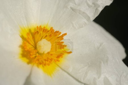 Téléchargez les photos : Macro shot de floraison avec de petites roses végétales - en image libre de droit