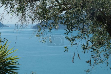 Foto de Planta de olivo en el fondo con el Mar de Liguria - Imagen libre de derechos