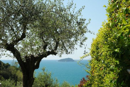 Photo for Garden with climbing plants of rincospermum on the Ligurian sea - Royalty Free Image