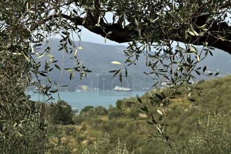 Foto de Rama de olivo con un fondo de la colina en el mar - Imagen libre de derechos
