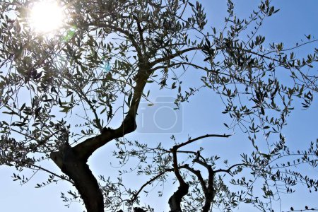Photo for Olive plant in with sky background - Royalty Free Image