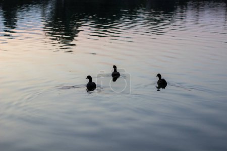 Téléchargez les photos : Canards sauvages nageant dans le lac pendant la soirée d'été - en image libre de droit