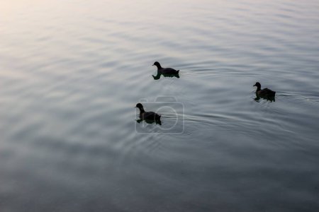 Foto de Patos salvajes nadando en el lago durante la noche de verano - Imagen libre de derechos