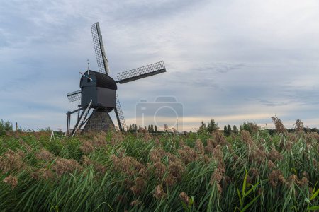 Téléchargez les photos : Moulin à vent néerlandais au-dessus de la clôture d'herbe sauvage soufflée par des vents forts - en image libre de droit