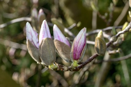 Téléchargez les photos : Belle floraison fleurs magnolia, concept floral - en image libre de droit