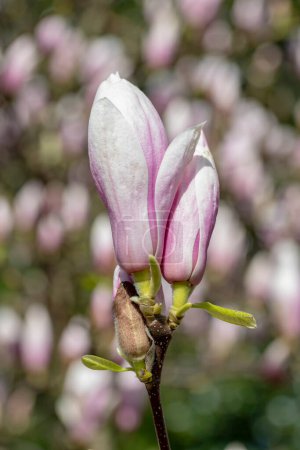 Téléchargez les photos : Belle floraison fleurs magnolia, concept floral - en image libre de droit