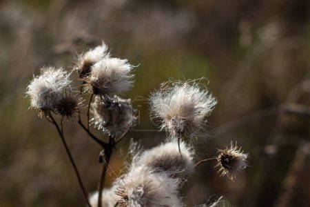 Photo for Dry and fluffy thorn in the field - Royalty Free Image