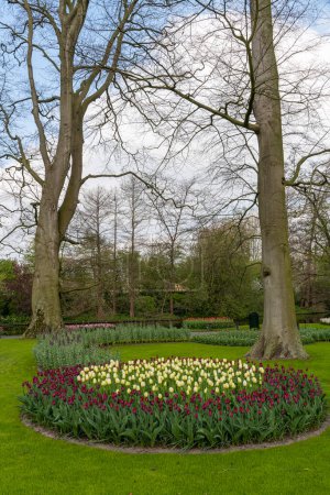 Foto de Forma de ramo circular de tulipanes que crecen bajo una luz brillante del sol de primavera en un jardín bien mantenido - Imagen libre de derechos