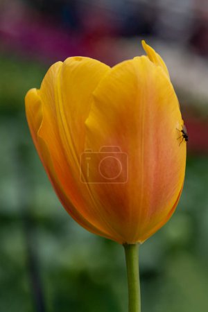Foto de Una mosca negra descansando sobre una flor de tulipán amarillo anaranjado sobre un fondo verde borroso - Imagen libre de derechos