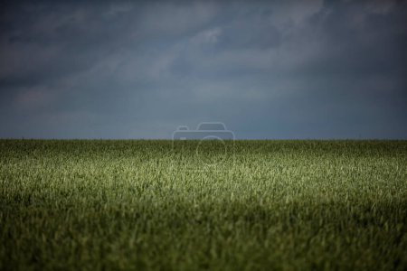 Photo for Landscape view of green field and cloudy sky - Royalty Free Image