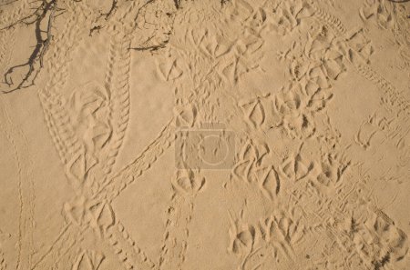 Téléchargez les photos : Traces d'animaux dans le sable - en image libre de droit