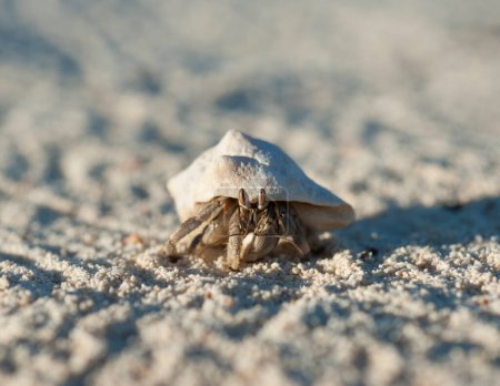 Téléchargez les photos : Crabe ermite sur une plage de sable - en image libre de droit