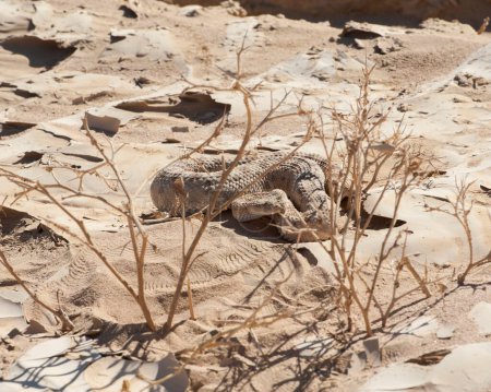 Foto de Serpiente víbora del desierto egipcio en la arena - Imagen libre de derechos