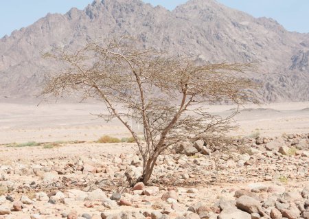 Téléchargez les photos : Acacia poussant dans un désert rocheux - en image libre de droit