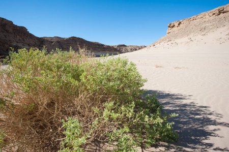 Photo for Small desert bush on a sand dune slope - Royalty Free Image