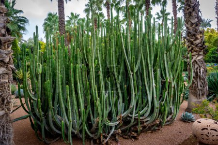 Téléchargez les photos : Maroc, Marrakech, Yves San Laurent Gardens ou Le Jardin Majorelle, le 1er décembre 2019 : De superbes jardins tropicaux - en image libre de droit