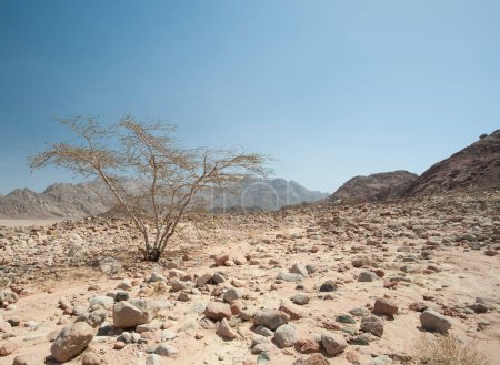 Foto de Hermoso fondo de la naturaleza. Pendiente rocosa de la montaña en un desierto - Imagen libre de derechos
