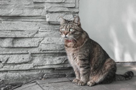Foto de Un hermoso gato doméstico se sienta en la calle cerca de la pared de su casa - Imagen libre de derechos