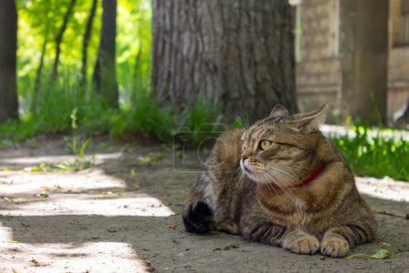 Photo for A beautiful home cat lies on the ground and rests under a tree in the shade - Royalty Free Image