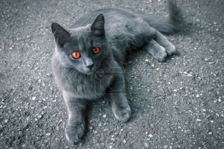 Téléchargez les photos : Chat gris inhabituel aux yeux rouges gît sur un afalt - en image libre de droit