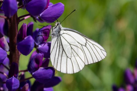 Photo for White Butterfly cabbage on a purple flower - Royalty Free Image