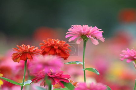 Foto de Vista de cerca de hermosas flores en flor. Concepto horario de verano - Imagen libre de derechos