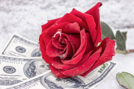 Photo for Red and frozen rose lies on banknotes in the snow in the winter in the park - Royalty Free Image