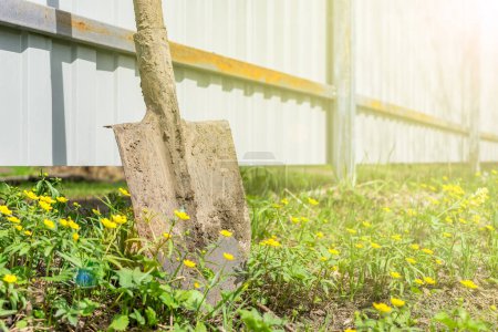Photo for A dirty shovel stands near a fence on the grass in the garden on a bright sunny spring day - Royalty Free Image