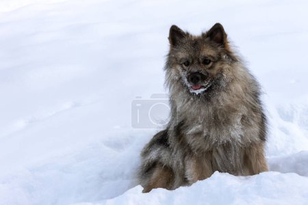 Foto de Un perro de la raza Wolfschitz se sienta en la nieve - Imagen libre de derechos