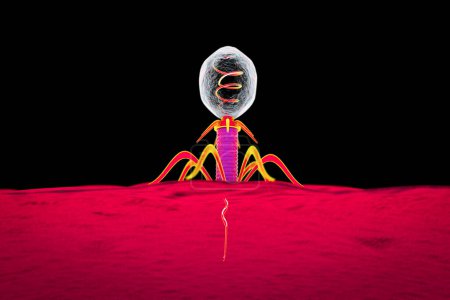 Téléchargez les photos : Bactériophage infectant la bactérie, illustration 3D - en image libre de droit