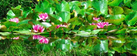 Téléchargez les photos : Fleur de lotus dans l'étang - en image libre de droit